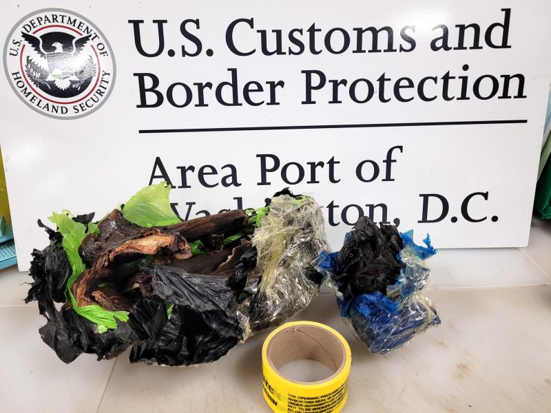 Dulles CBP Agriculture Specialists Intercept Potentially Harmful Bat ...